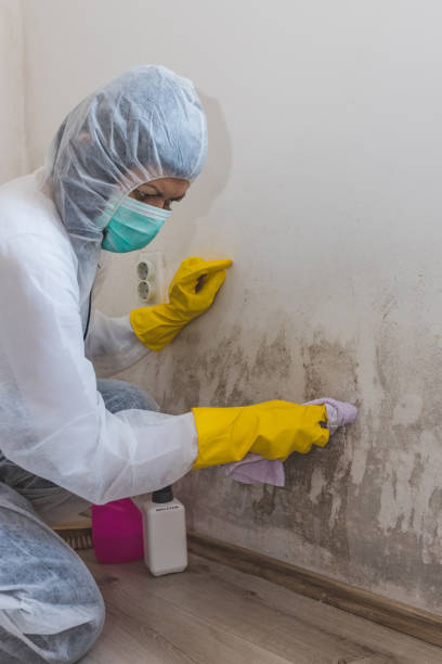 Best Mold Documentation for Insurance Claims  in Tinley Park, IL