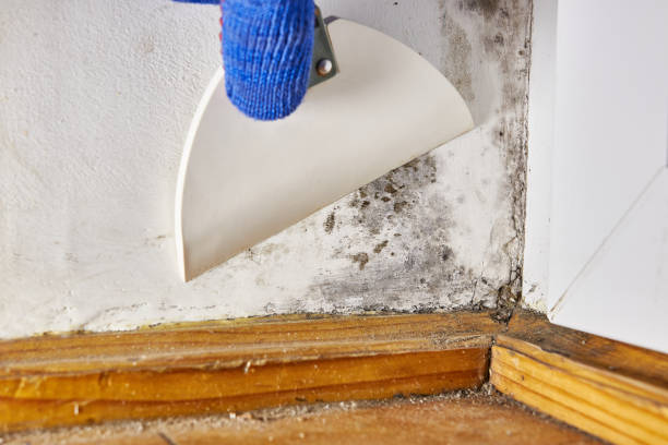Best Mold-Related Health Consultation  in Tinley Park, IL