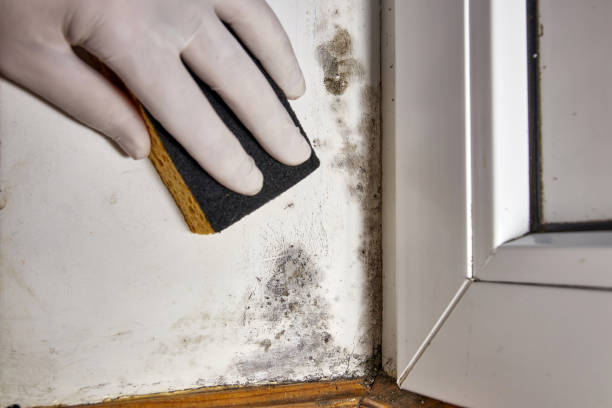 Best Black Mold Removal  in Tinley Park, IL